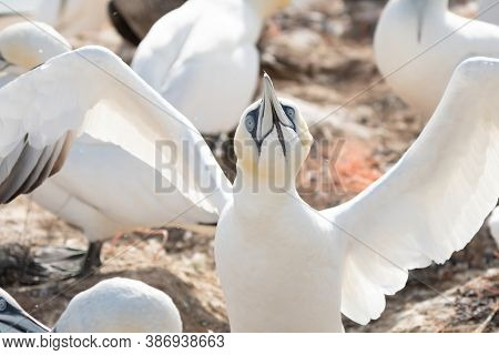 Northern Gannet With Spreadout Wings Landing Near His Mate In A Breeding Colony At Cliffs Of Helgola