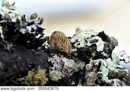 The Hohenbuehelia Atrocoerulea Is An Inedible Mushroom , Stacked Macro Photo