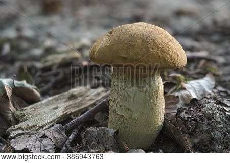 The Saffron Bolete (leccinellum Crocipodium) Is An Edible Mushroom