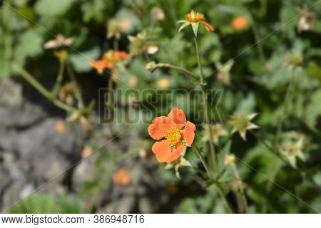 Orange Avens Cultivar - Latin Name - Geum * Heldreichii