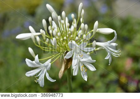 White African Lily Flower - Latin Name - Agapanthus Africanus Albus