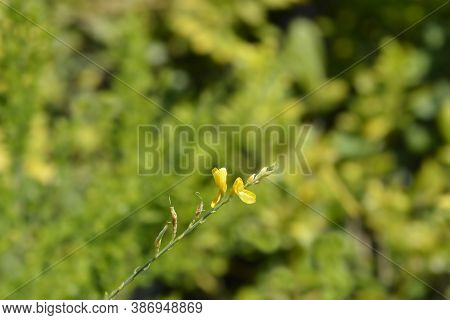 Easter Broom Flowers - Latin Name - Genista X Spachiana