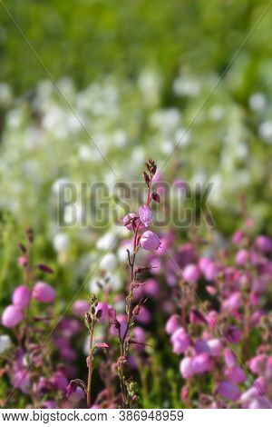 St Dabeocs Heath Pink Flowers - Latin Name - Daboecia Cantabrica