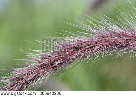 Fountain Grass Rubrum Flower Detail - Latin Name - Pennisetum Advena Rubrum