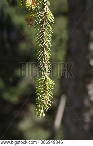 Viminalis Norway Spruce - Latin Name - Picea Abies Viminalis