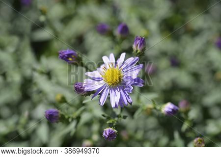 New York Aster Professor Anton Kippenberg - Latin Name - Symphyotrichum Novi-belgii (aster Novi-belg