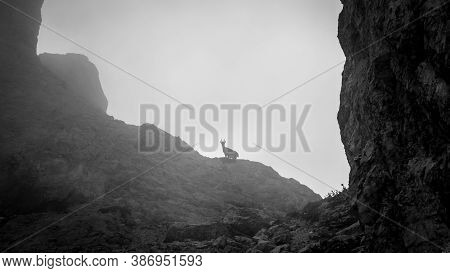 Steinbocks On The Jof Fuart In The Julian Alps, In A Summer Day