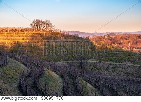 Winter Sunset In The Vineyards Of Collio Friulano