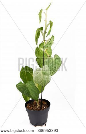 Tropical Climbing Houseplant With Botanic Name 'syngonium Macrophyllum Frosted Heart' In Flower Pot 