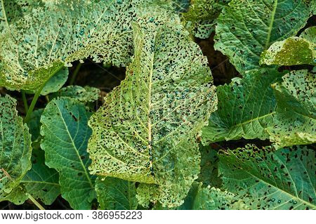 Shiny Green Bugs Pests Flea Beetles On Plant Leaves Spoiled By Them