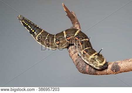 Impatiens Hawk Moth (theretra Oldenlandiae). In Japan It Is Known As 