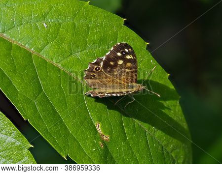 Speckled Wood Butterfly, Pararge Aegeria, Sitting On Green Leaf
