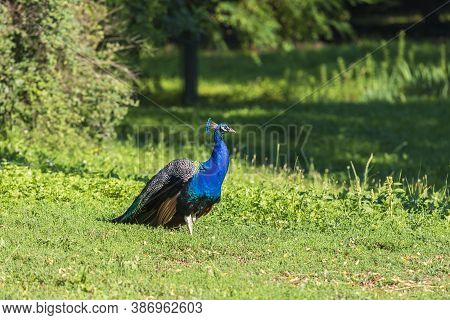 The Blue Peacock Stands On A Green Field.