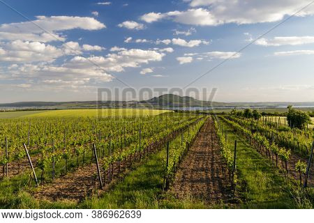 Spring vineyards under Palava near Sonberk, South Moravia, Czech Republic