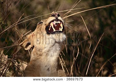 Arslan: luangwa Milli Parkı Zambiya