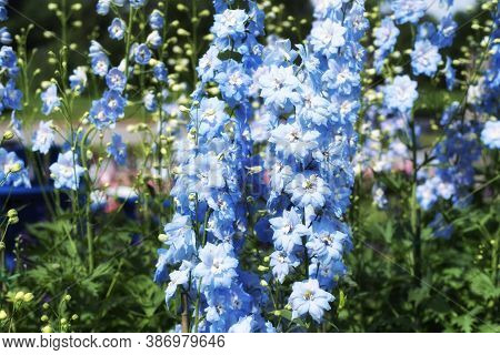 The Million Dollar Sky Larkspur, Delphinium Elatum, Blooming In Montreals Botanical Garden In Quebec