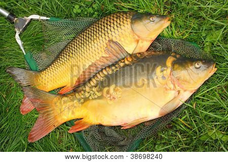 Pescar en la red de pesca. La carpa común (Cyprinus Carpio). En Europa Central (Polonia y República Checa