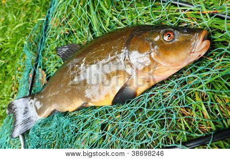 Pescar en la red de pesca. El pez doctor o tenca (Tinca tinca). En Europa Central (Polonia y Re Checo
