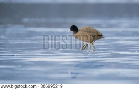 Eurasian Coot Walking On The Ice In Winter