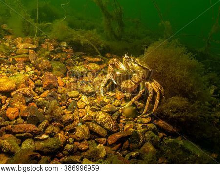 A Closeup Picture Of A Crab In A Beautiful Marine Environment. Picture From Oresund, Malmo In Southe