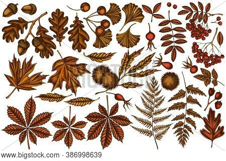 Vector Set Of Hand Drawn Colored Fern, Dog Rose, Rowan, Ginkgo, Maple, Oak, Horse Chestnut, Chestnut
