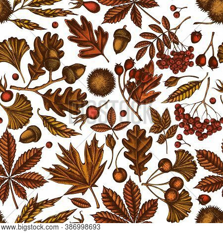 Seamless Pattern With Hand Drawn Colored Fern, Dog Rose, Rowan, Ginkgo, Maple, Oak, Horse Chestnut, 
