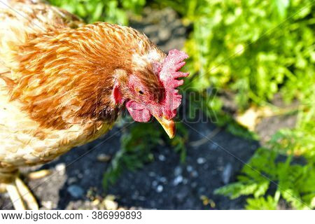 A Red Hen Is Sitting In A Green Bush