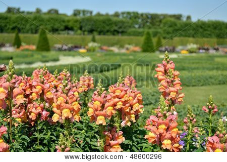 Boxwood dekorationer og blomster i Herrenhausen haver, Hannover, Tyskland