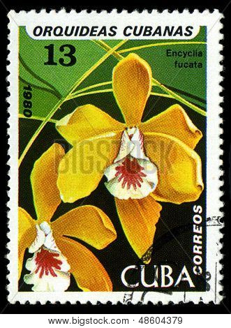 Cuba - Circa 1980: Um selo imprimido em a Cuba mostra marrom Encyclia veado, Encyclia Fucata, orquídea,