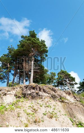 Borovice na skále