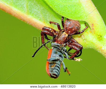 Krabba spindel