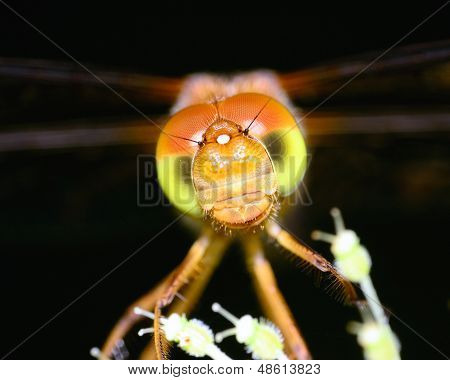 Meadowhawk yusufçuk
