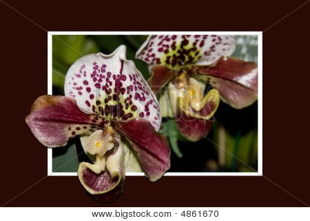 Orchideeën
