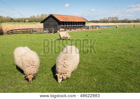 Pâturage des moutons de Drenthe Heath