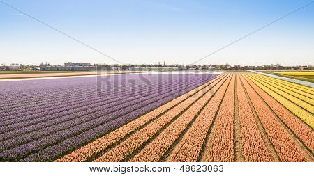 Campo con bulbi fioritura Giacinto nei Paesi Bassi
