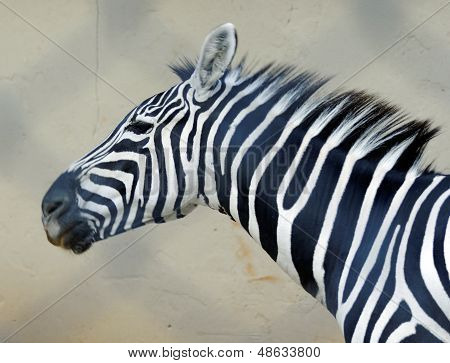 Wild Zebra
