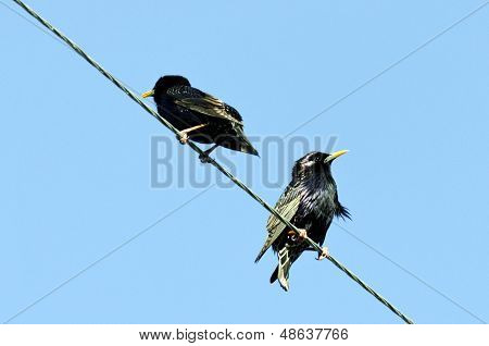Common starlings on a wire against a blue sky