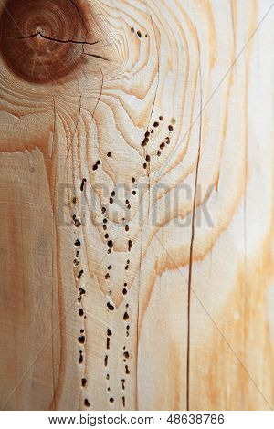 Texture Background Wooden Plank Woodworm Track