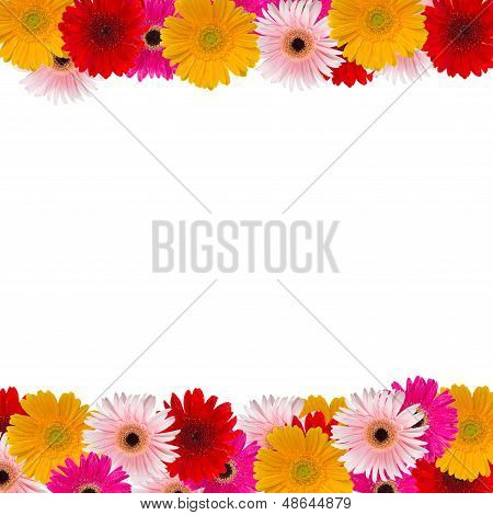 Herbera Blumen Ruhm