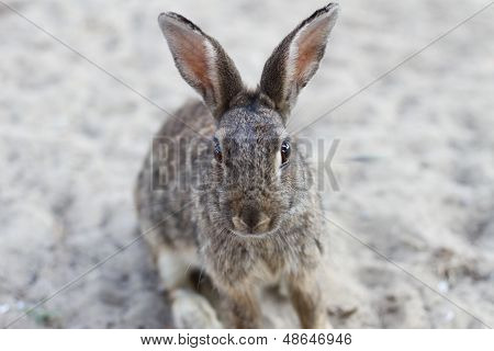 Wild Rabbit With Long Ears And Lively Eyes