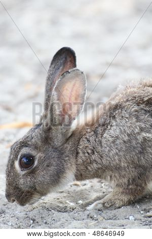 Wild Rabbit With Long Ears And Lively Eyes