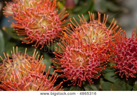 Scadoxus Multiflorus