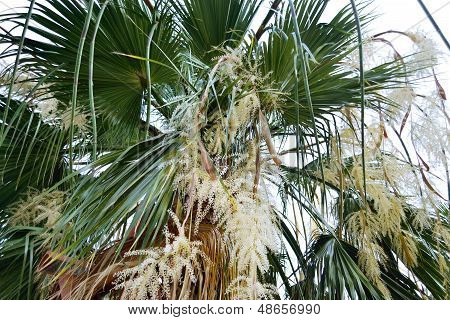 Kvetoucí Palm