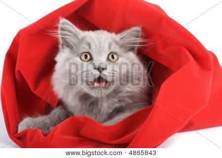 Britische Kitten In Rot Tasche isoliert