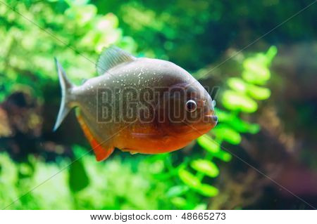 Red Piranha