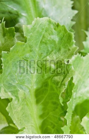 Escarole 배경