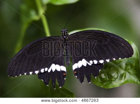 Sort hvid fælles Swallowtail Butterfly