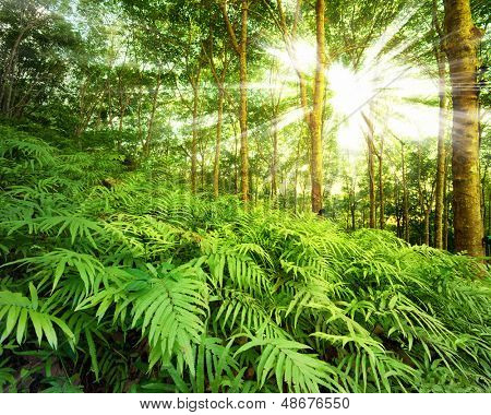 Raggi di sole nella foresta