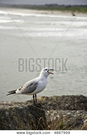Squawk