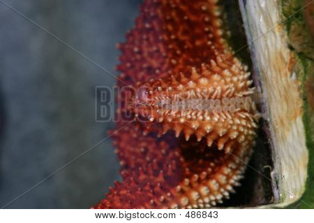 Seastar